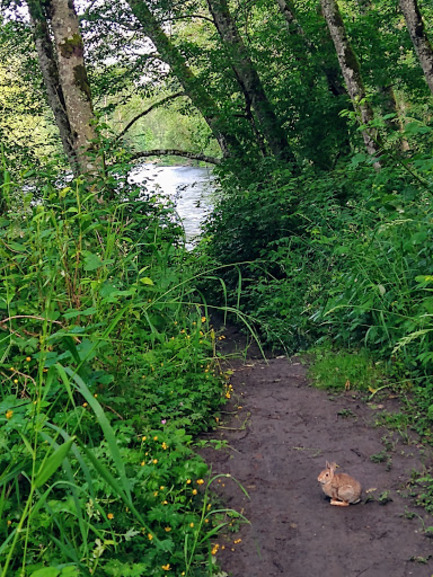 picture of a bunny on a trail