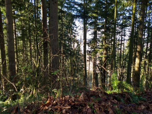 trail in kent washington